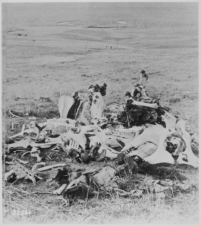 Bones on Custer's field